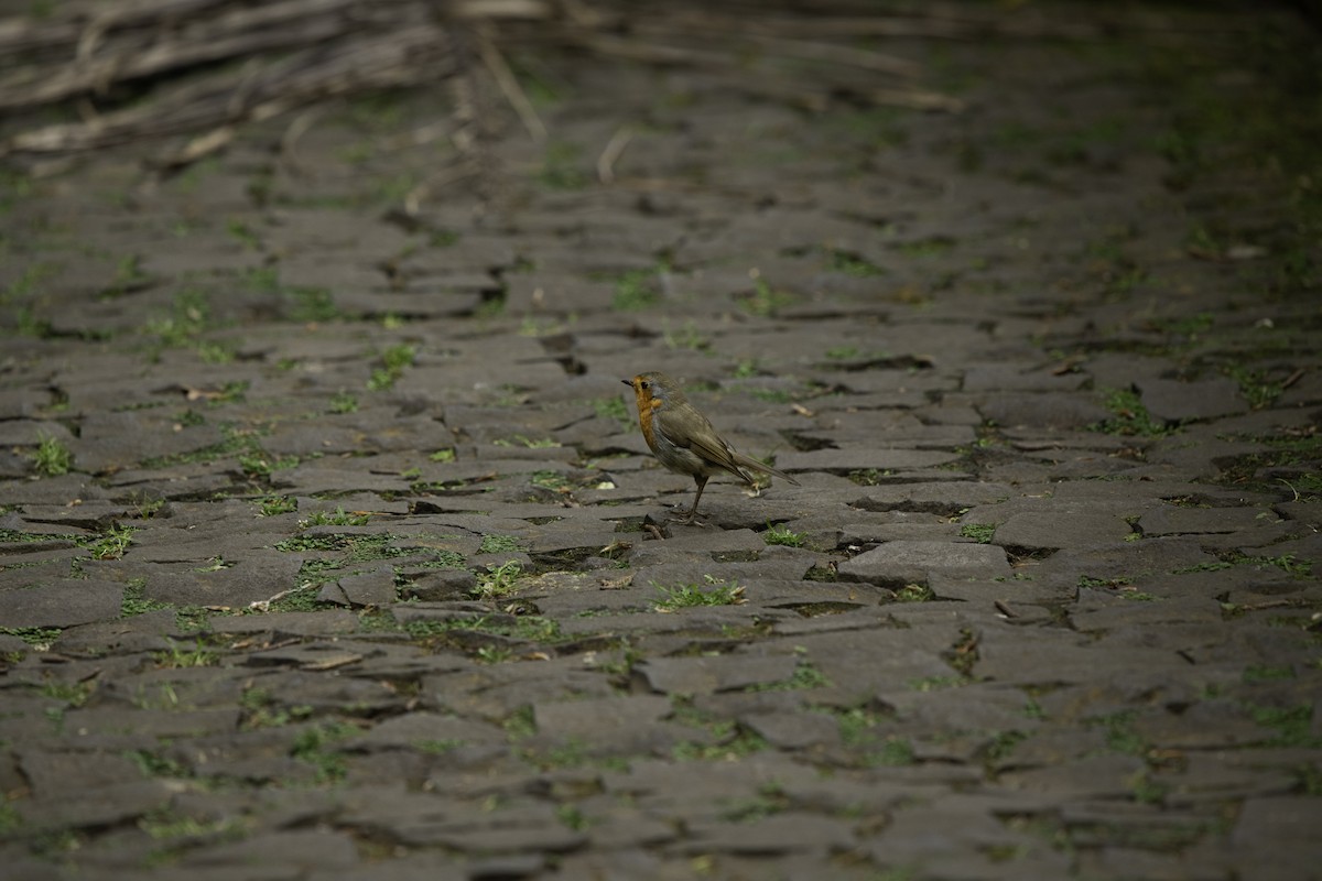 European Robin - ML620701481