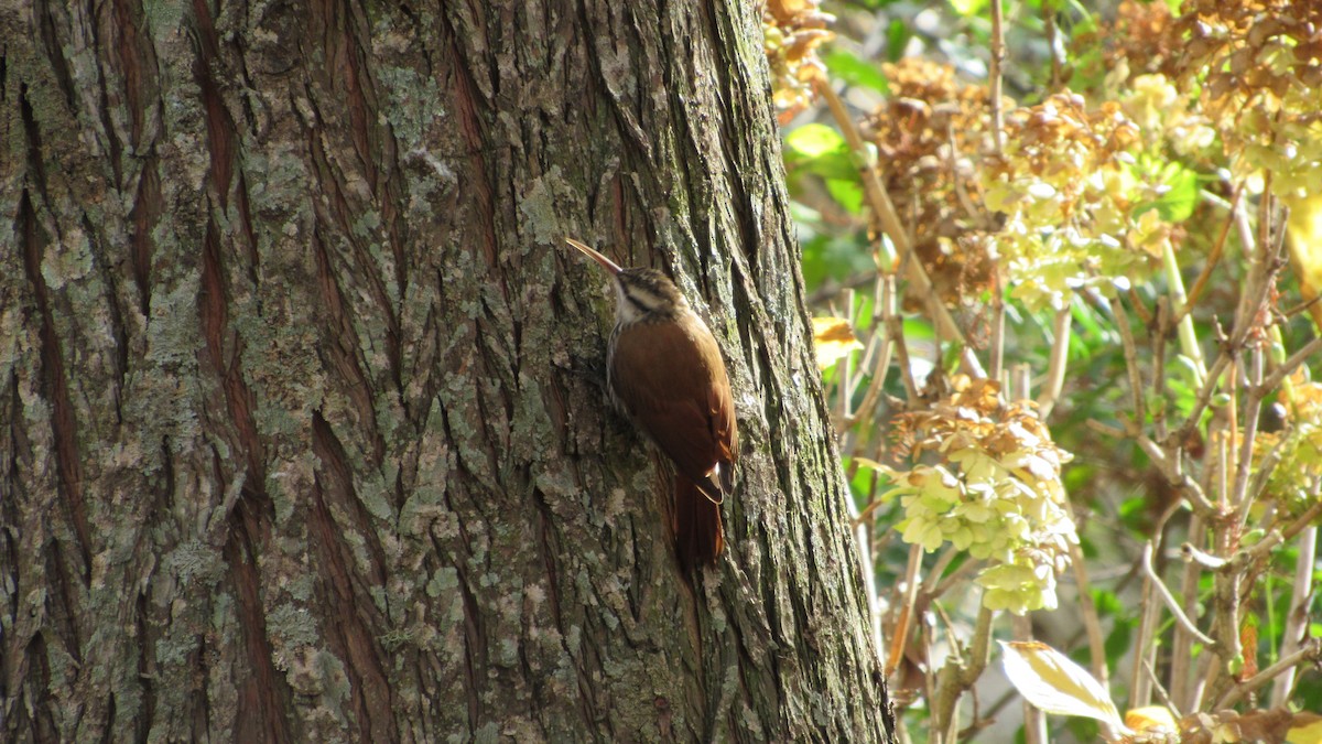 Narrow-billed Woodcreeper - ML620701482