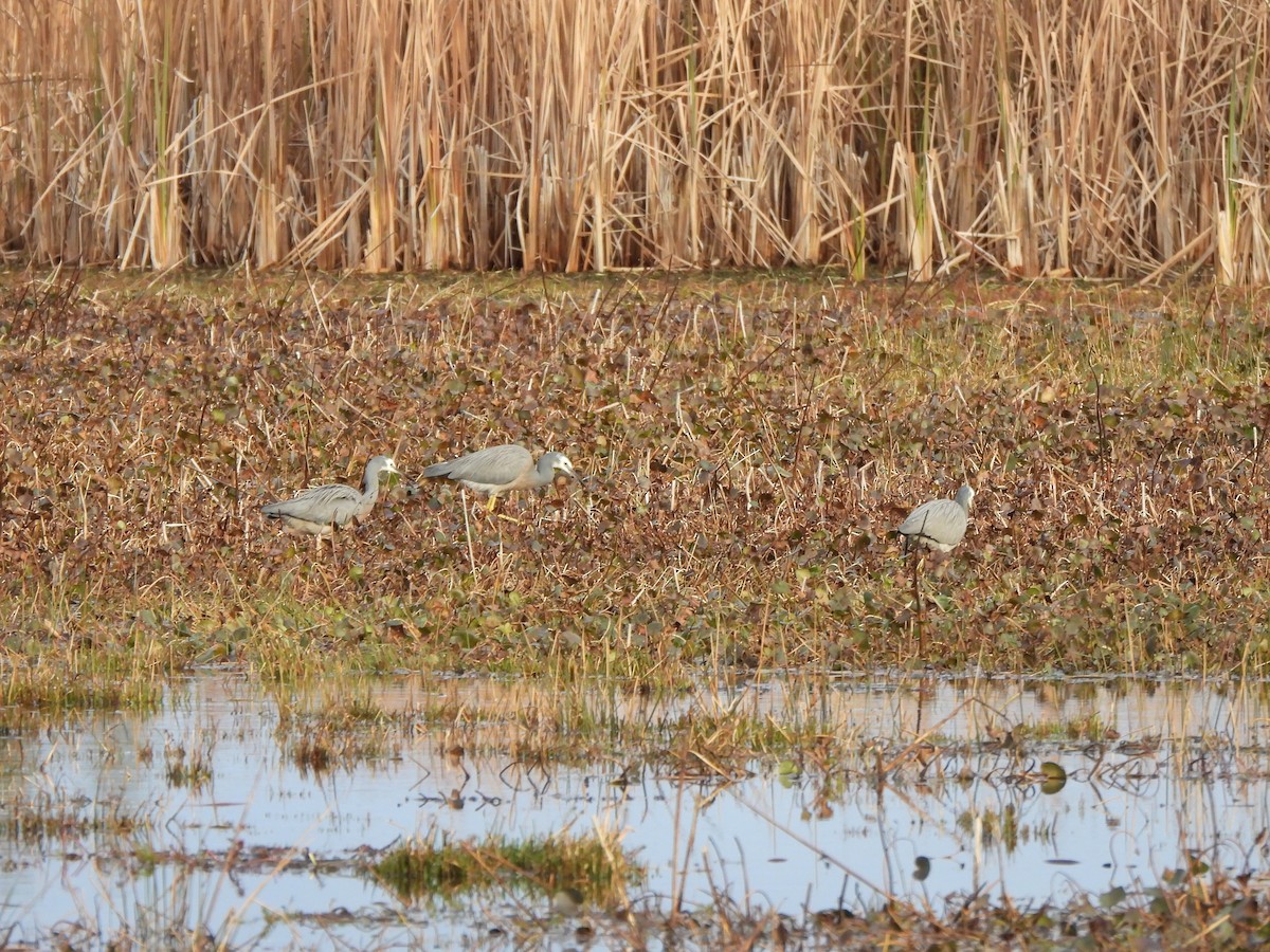 White-faced Heron - ML620701483