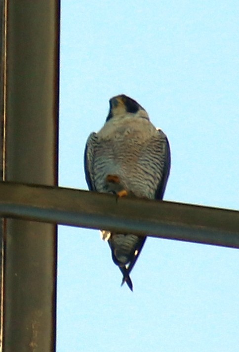 Peregrine Falcon - ML620701484