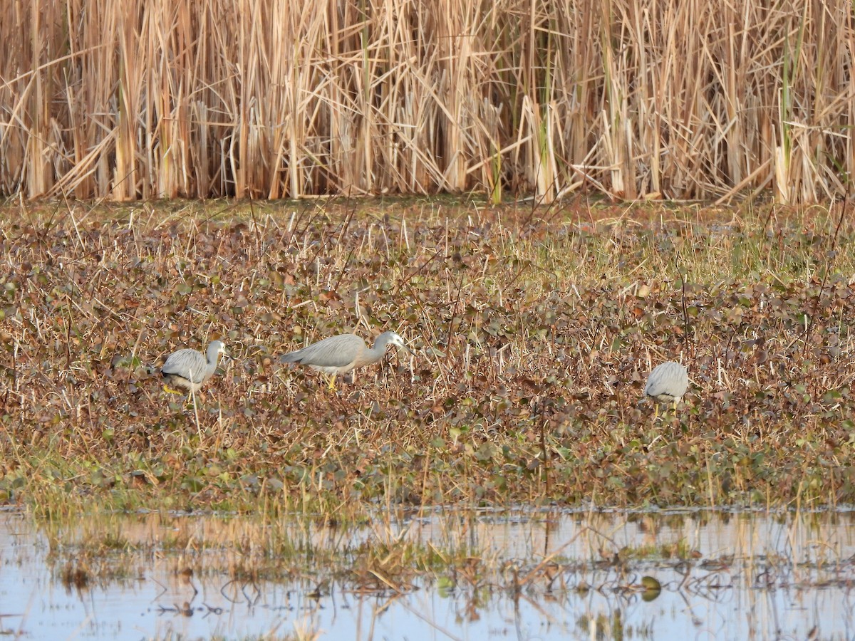 White-faced Heron - ML620701485