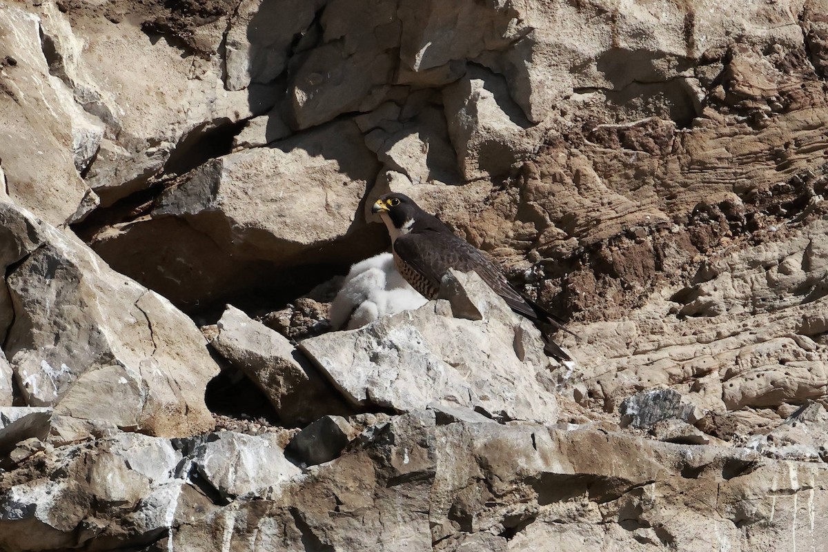 Peregrine Falcon - Steve Parker