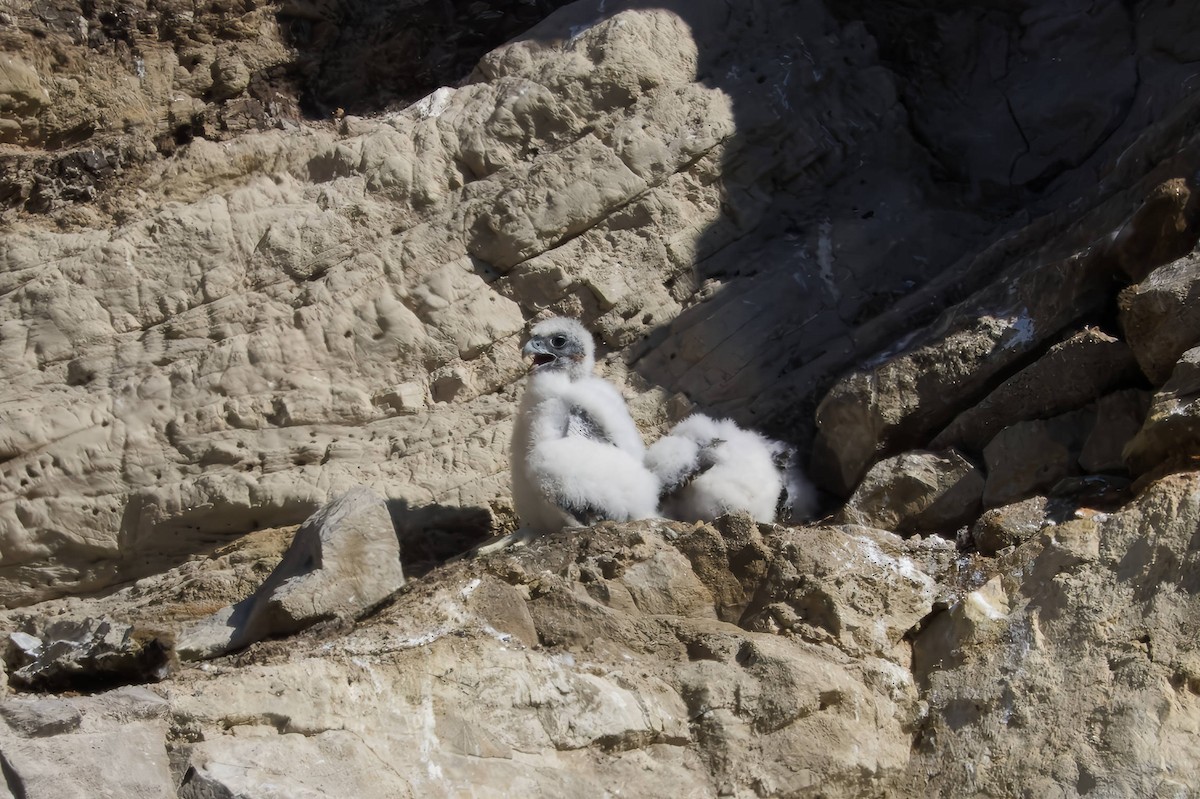 Peregrine Falcon - ML620701488