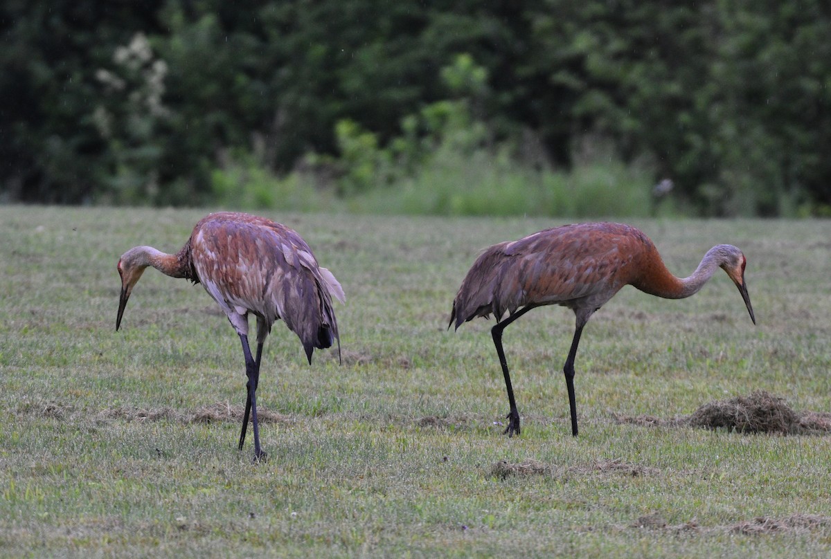 Sandhill Crane - ML620701489