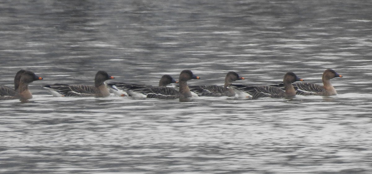 Tundra Bean-Goose - ML620701490