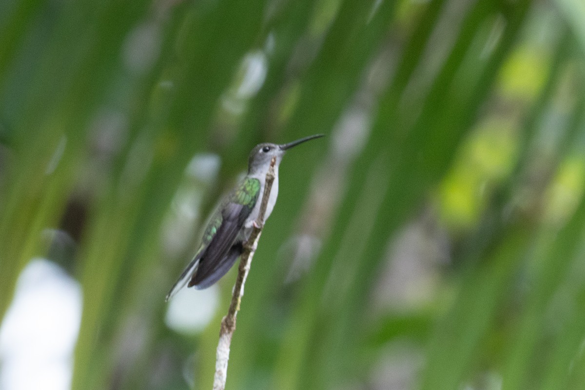 Gray-breasted Sabrewing - ML620701491