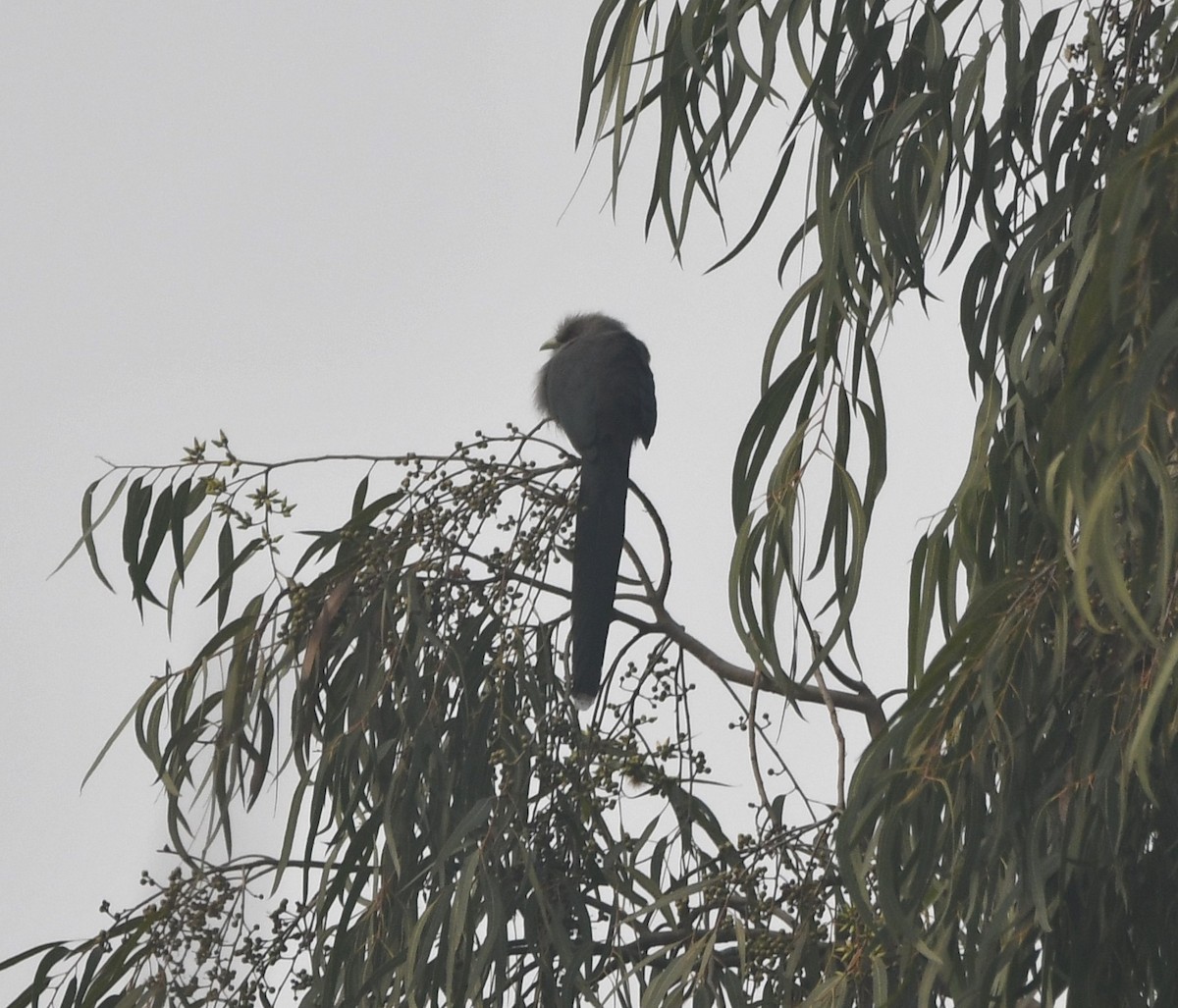 Green-billed Malkoha - ML620701494