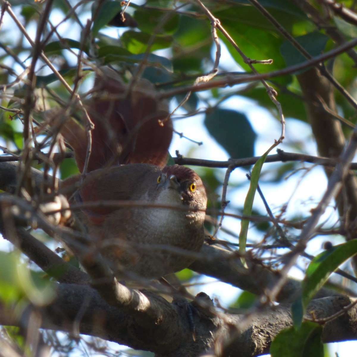 Gray-throated Warbling Finch - ML620701495