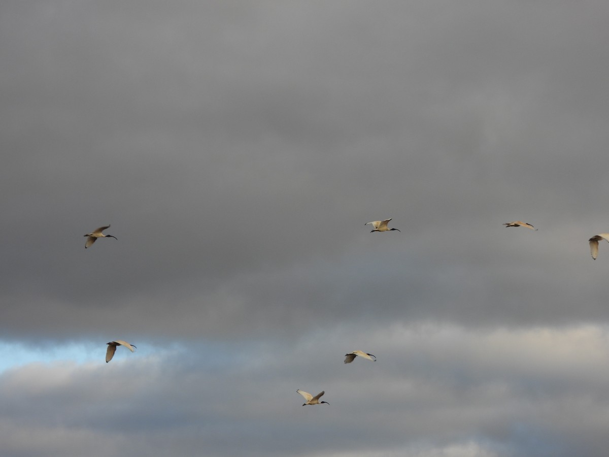 Australian Ibis - ML620701496