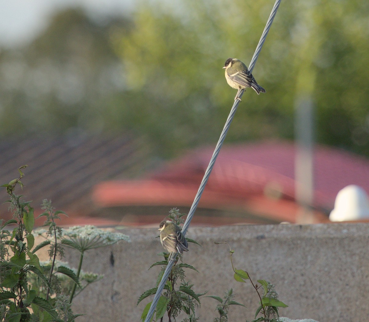 Mésange charbonnière - ML620701498