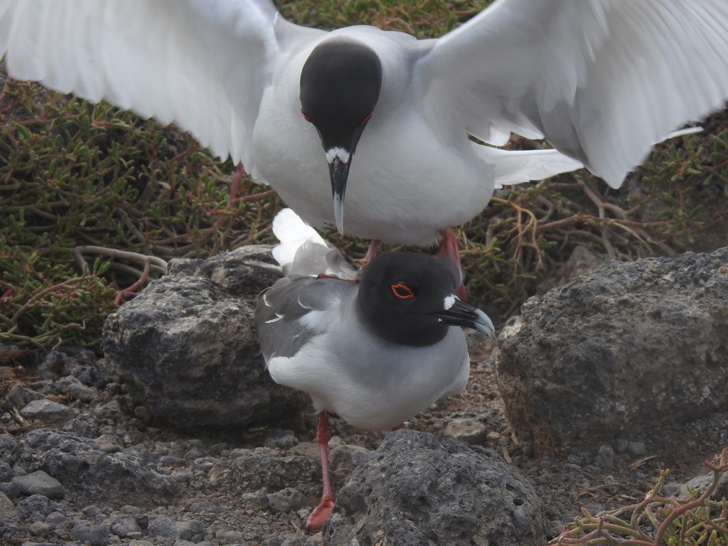 Swallow-tailed Gull - ML620701502
