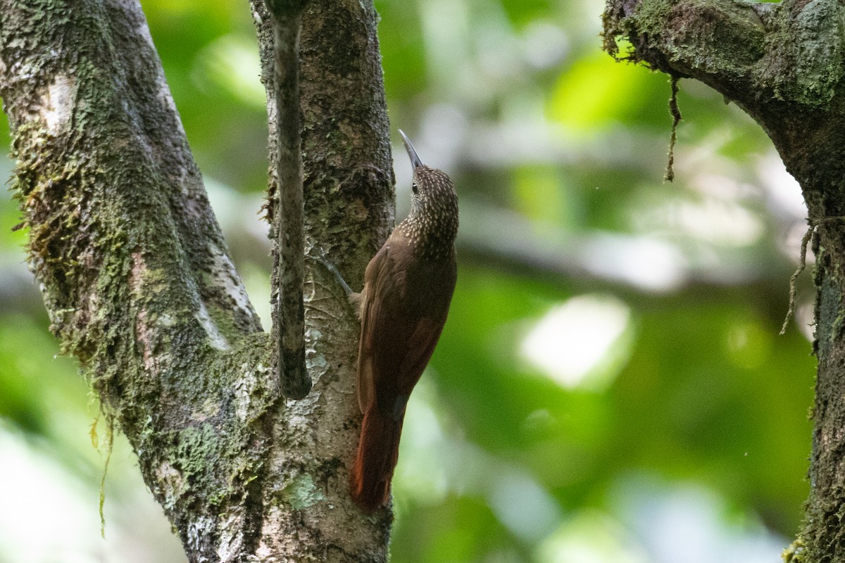 Ocellated Woodcreeper - ML620701503