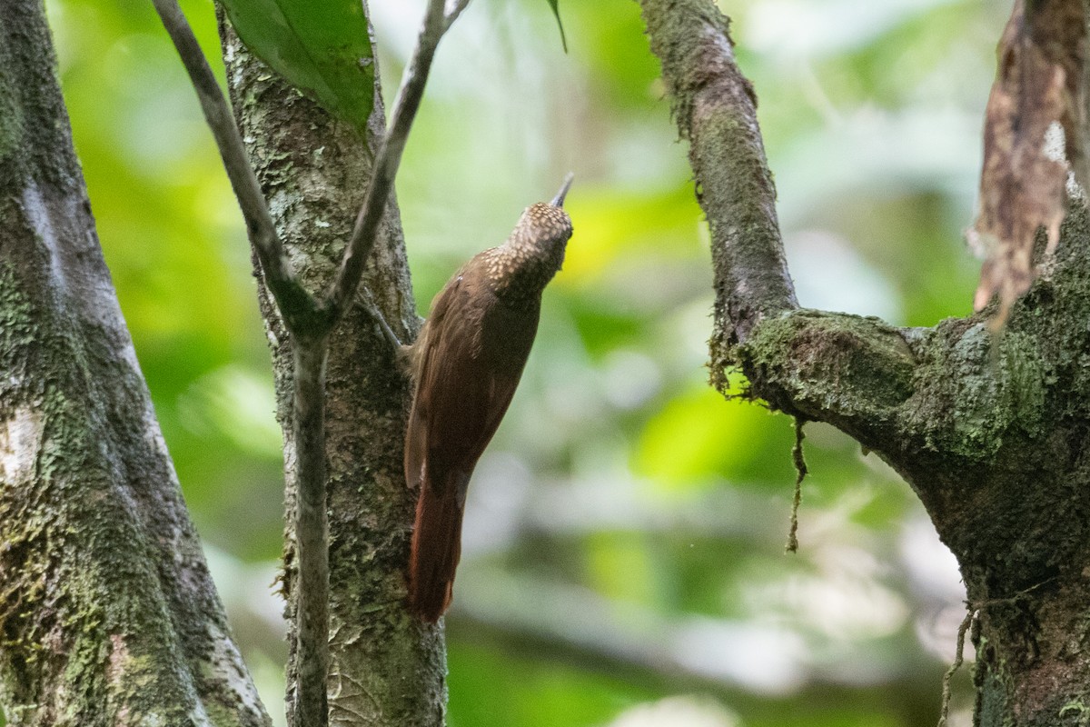 Ocellated Woodcreeper - ML620701504