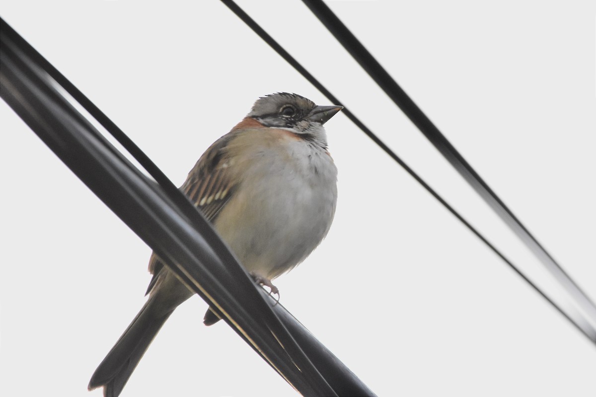 Rufous-collared Sparrow - Juan Bardier