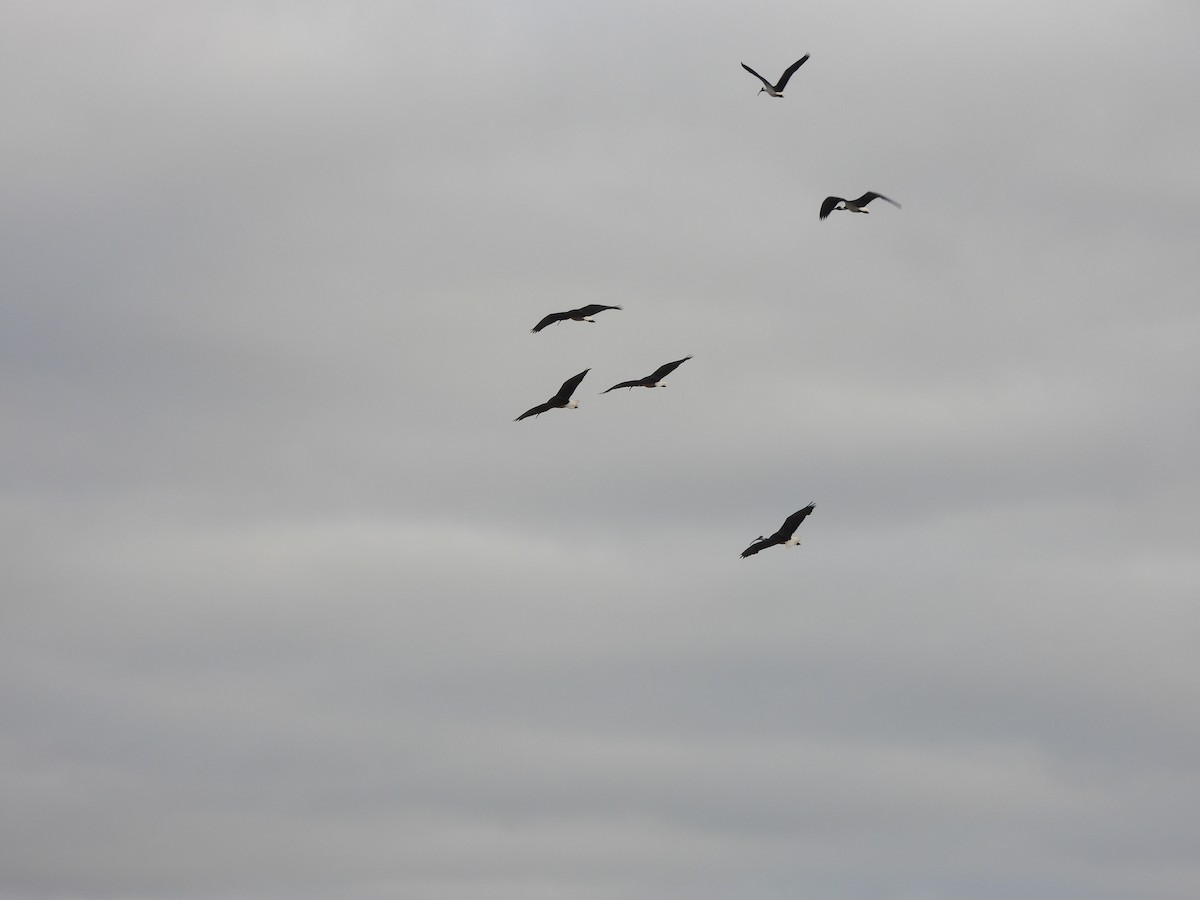 Straw-necked Ibis - ML620701509