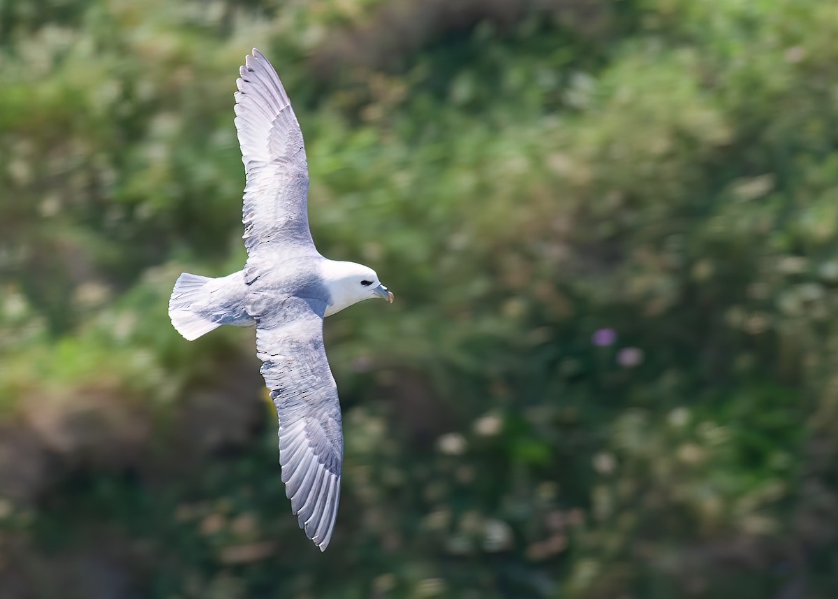 Northern Fulmar - ML620701510