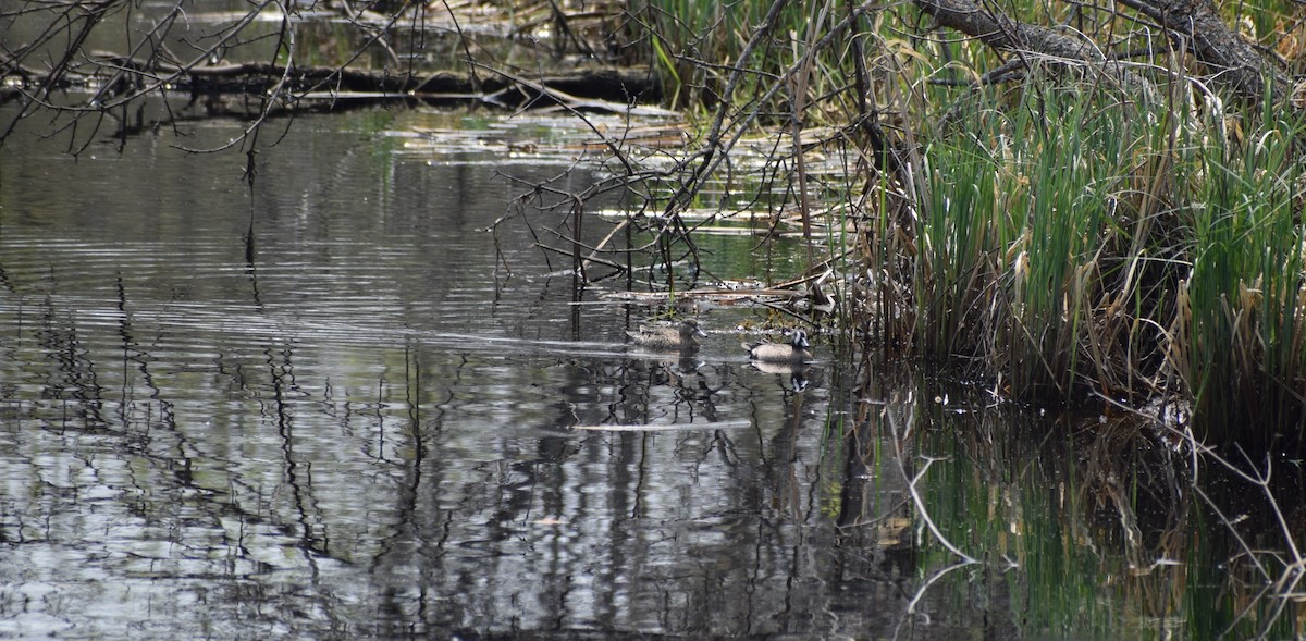 Blue-winged Teal - ML620701511