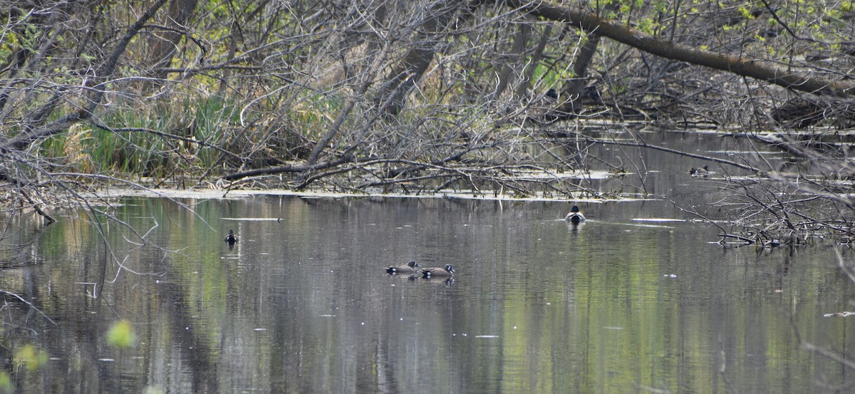 Blue-winged Teal - ML620701512