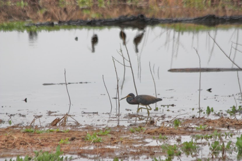 Tricolored Heron - ML620701513