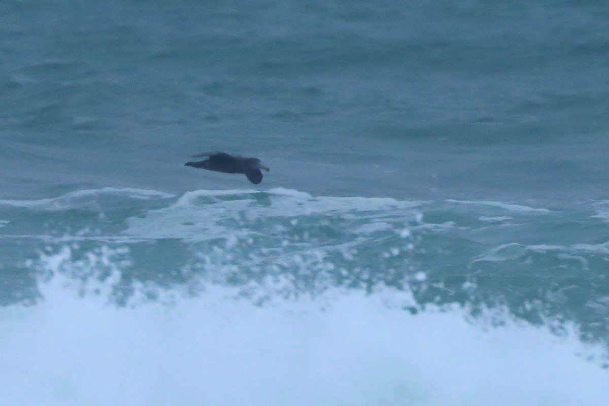 Northern Giant-Petrel - ML620701514