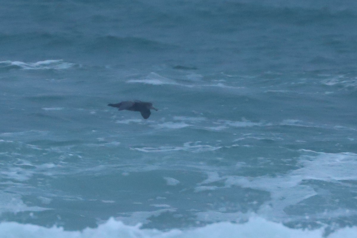 Northern Giant-Petrel - ML620701516