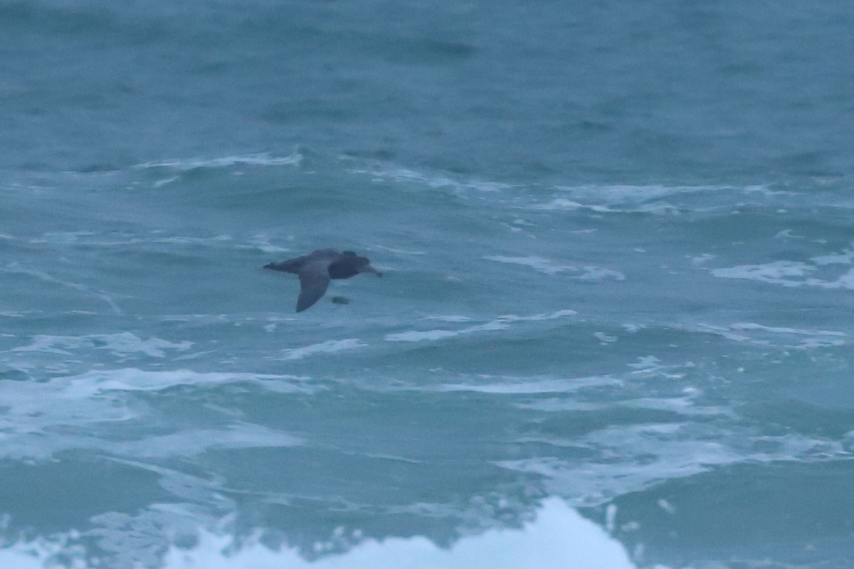 Northern Giant-Petrel - ML620701517