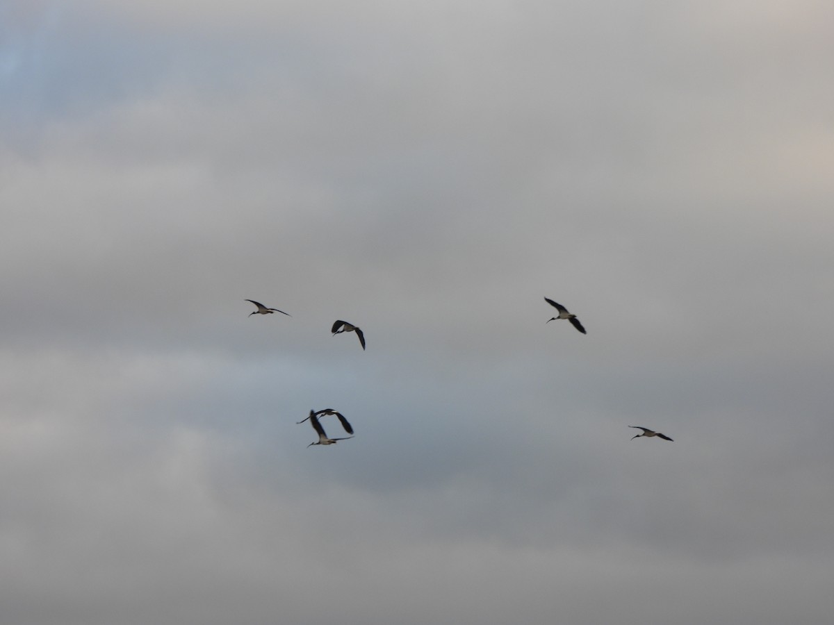 Straw-necked Ibis - ML620701523