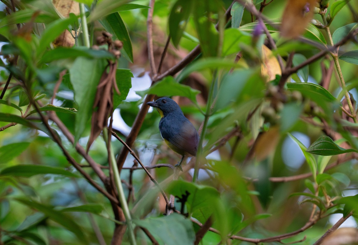 Yellow-rumped Flowerpecker - ML620701524