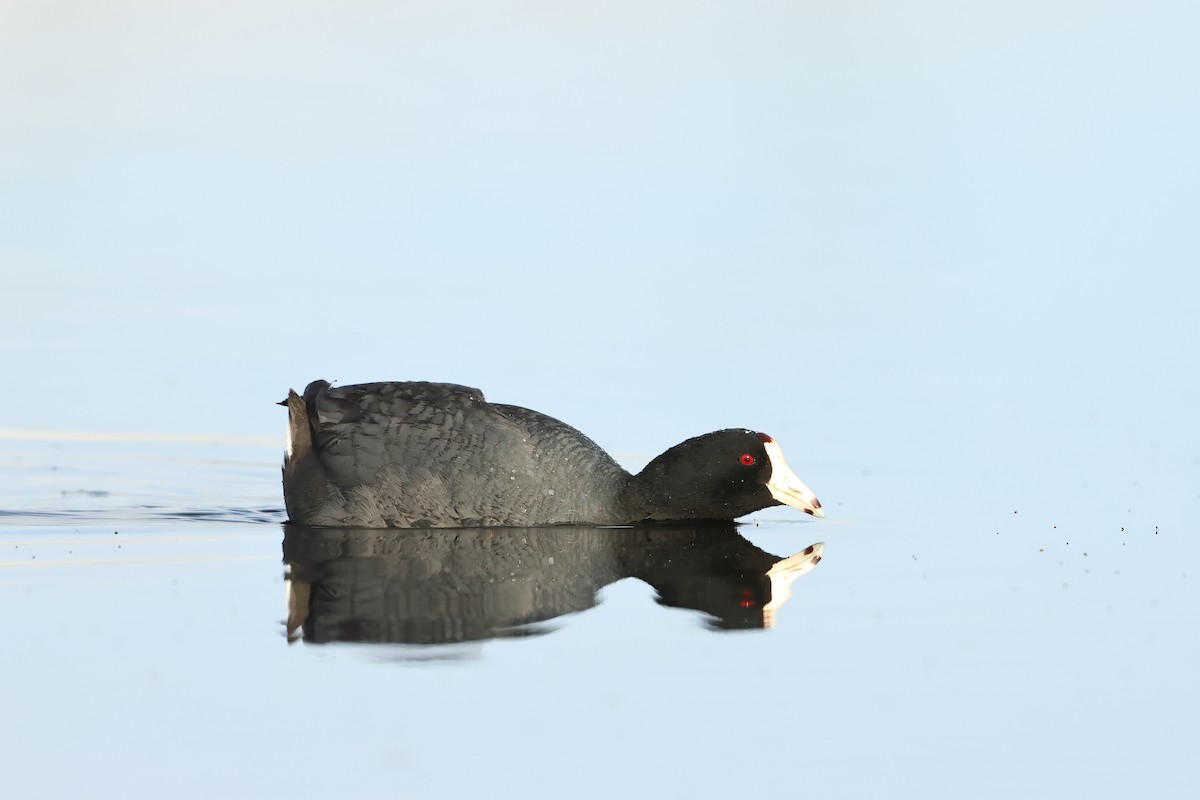 American Coot - ML620701525