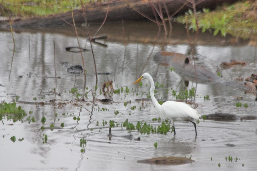 Great Egret - Kevin Sarsfield