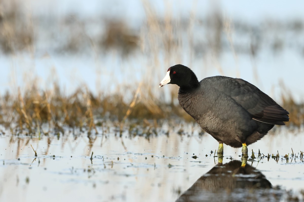 American Coot - ML620701527