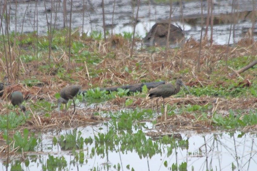 Glossy/White-faced Ibis - ML620701530