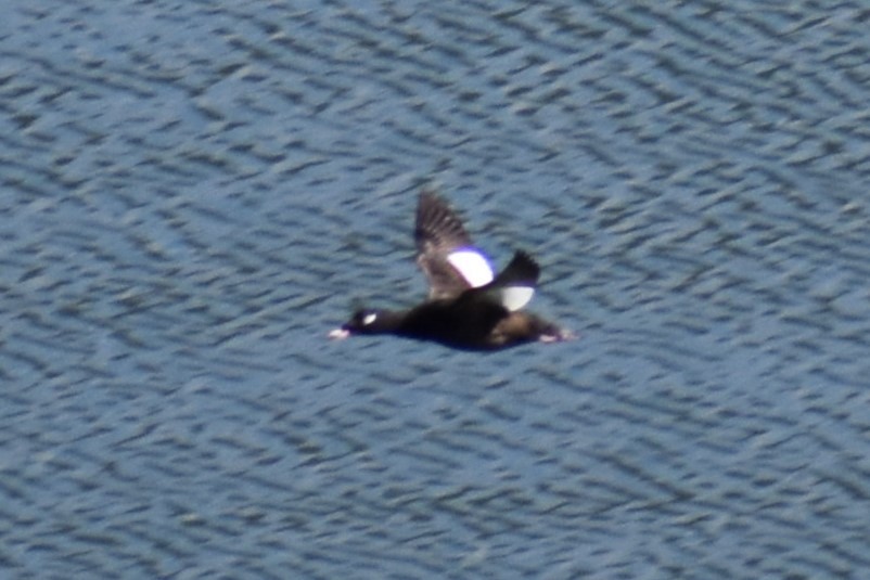 White-winged Scoter - ML620701533