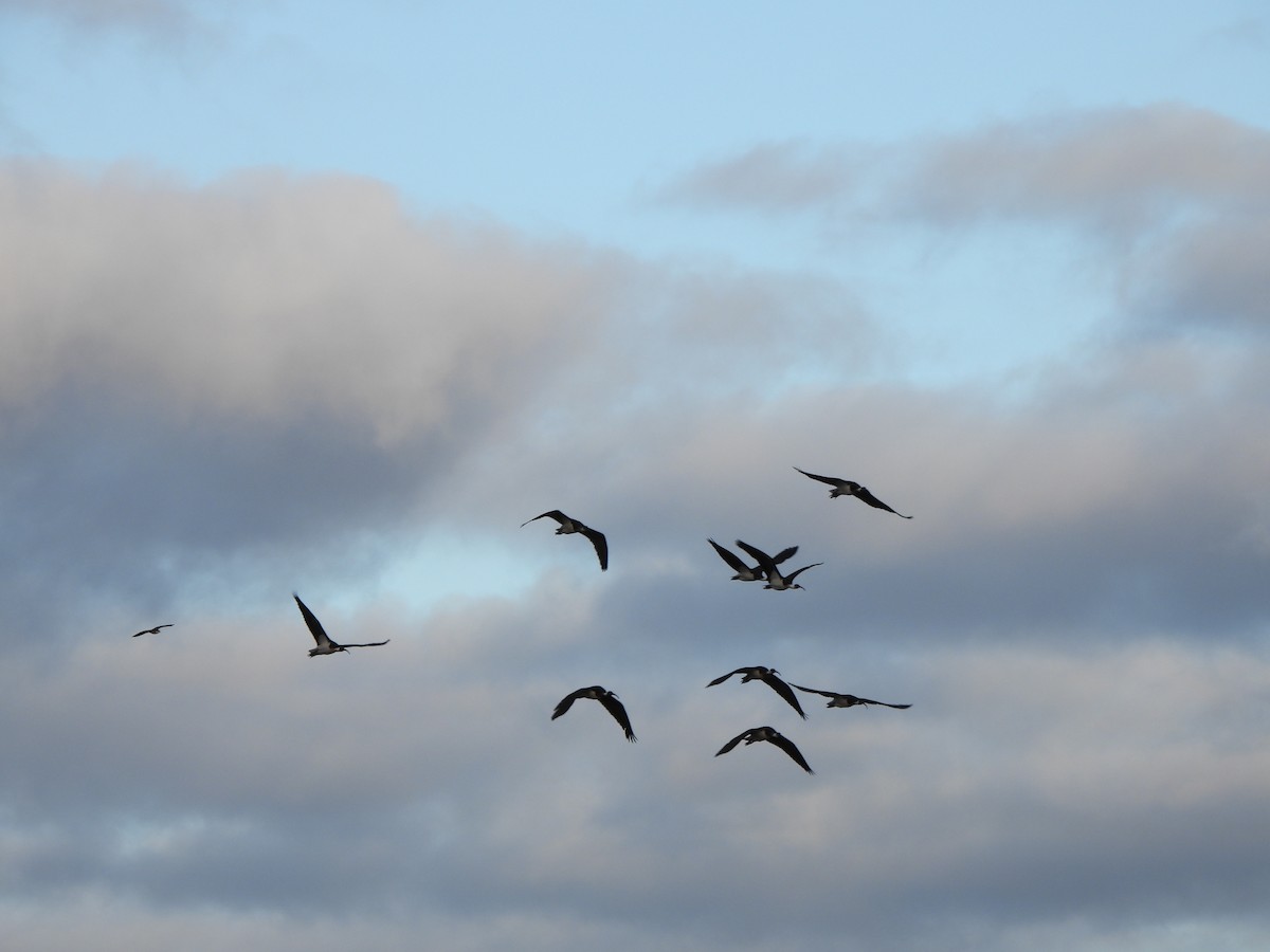 Straw-necked Ibis - ML620701534