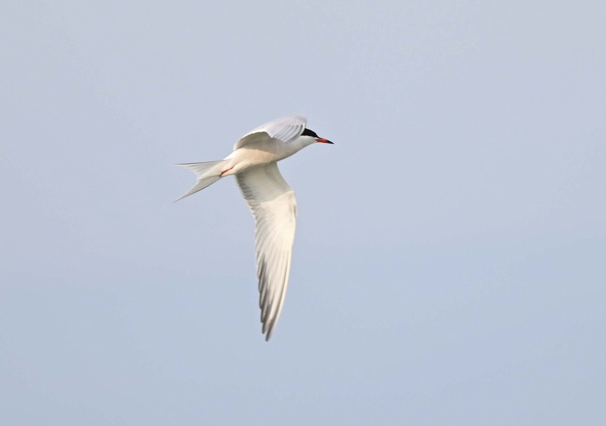 Common Tern - ML620701535