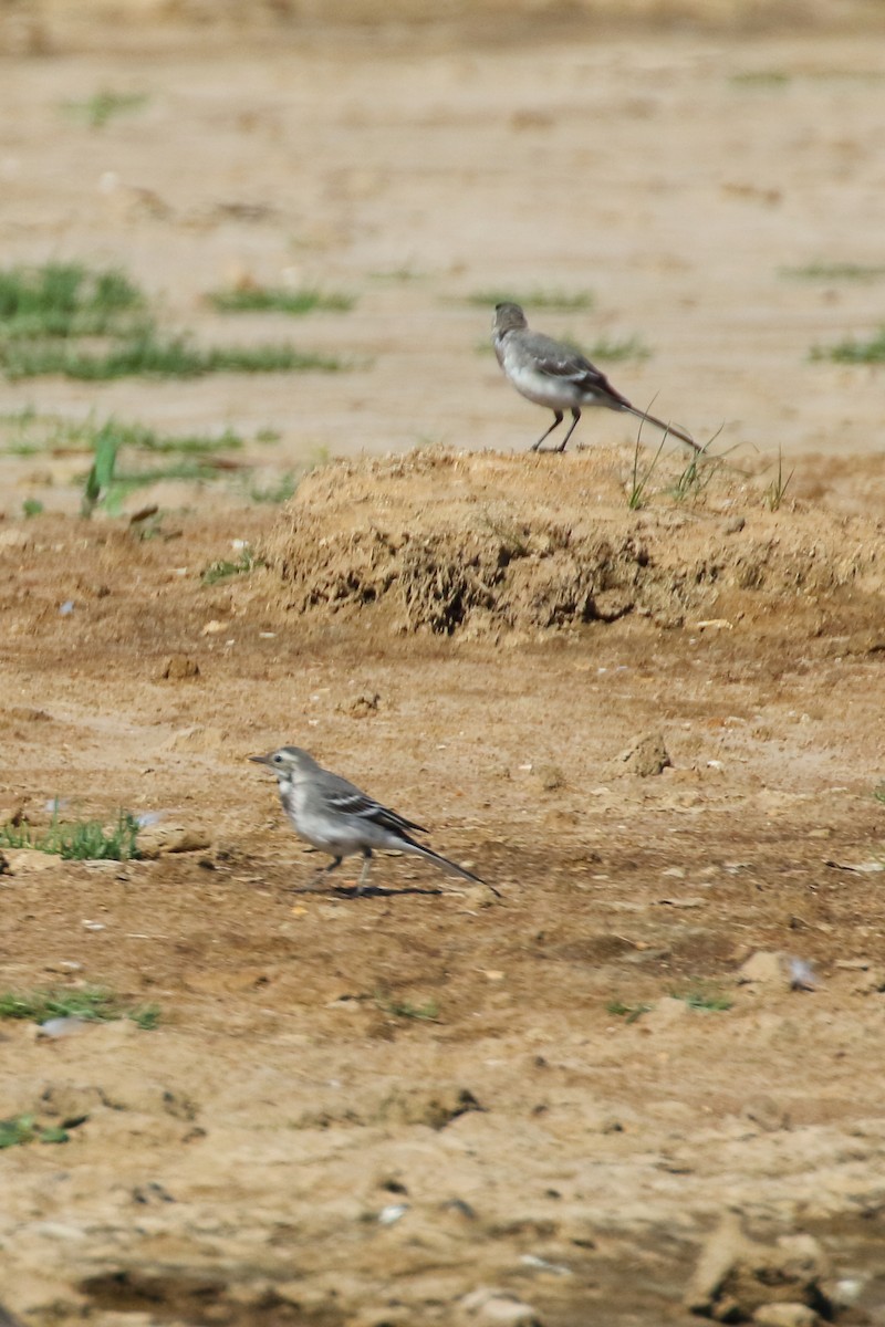 White Wagtail - ML620701536