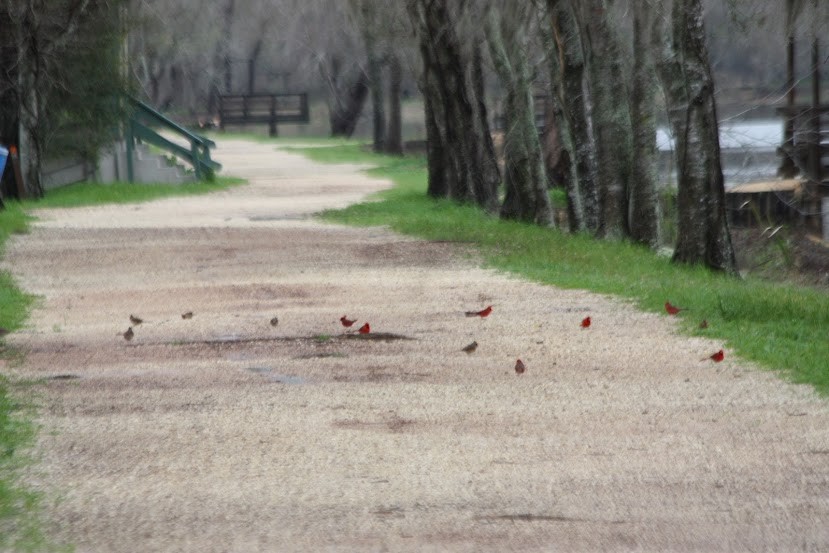 Northern Cardinal - ML620701539