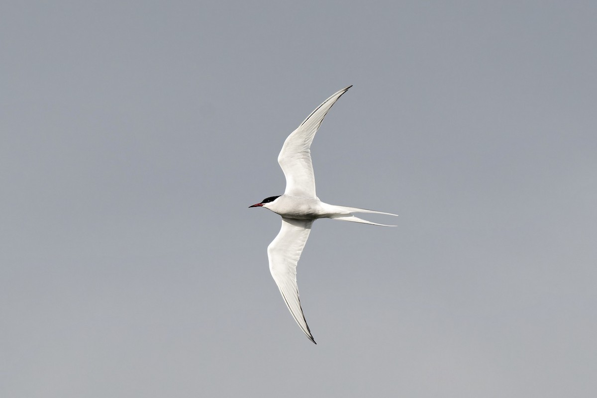 Arctic Tern - ML620701543