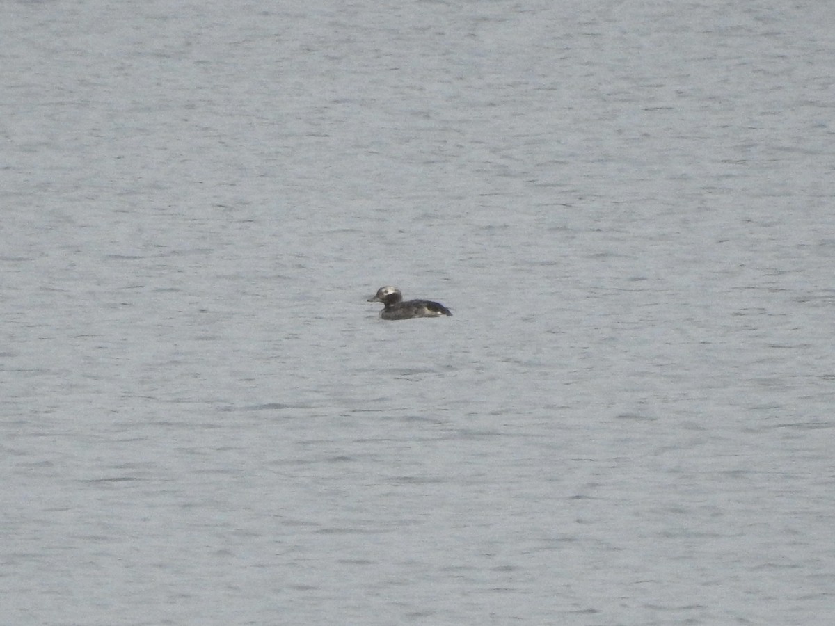 Long-tailed Duck - ML620701545