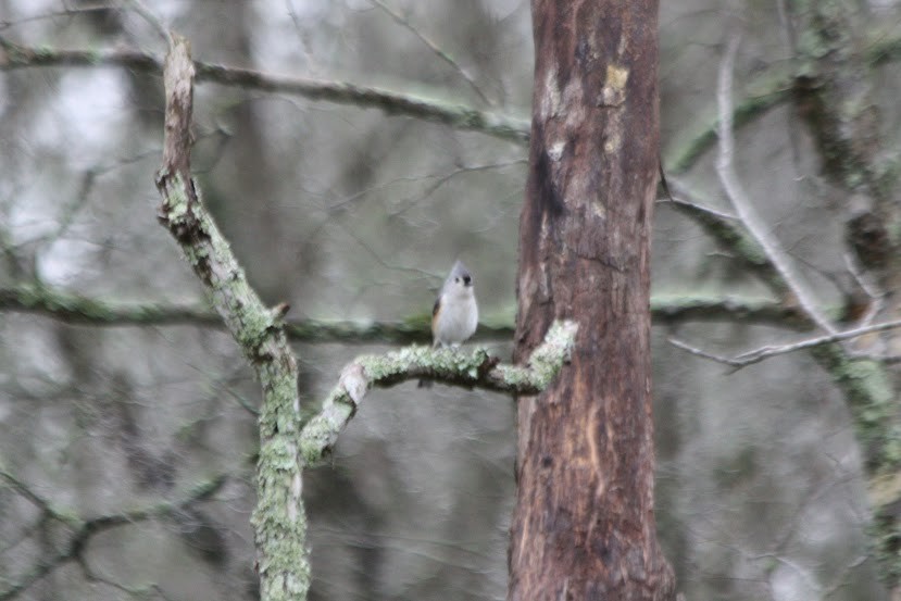 Tufted Titmouse - ML620701546