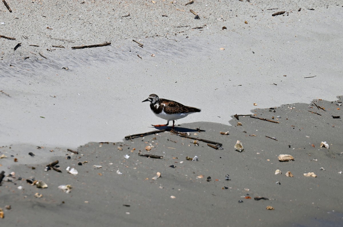 Ruddy Turnstone - ML620701547