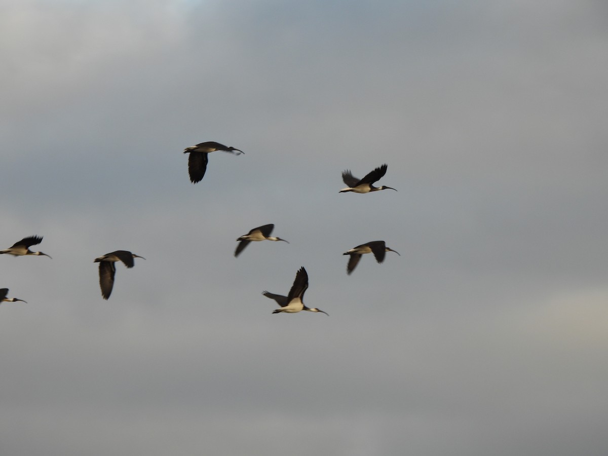 Straw-necked Ibis - ML620701548