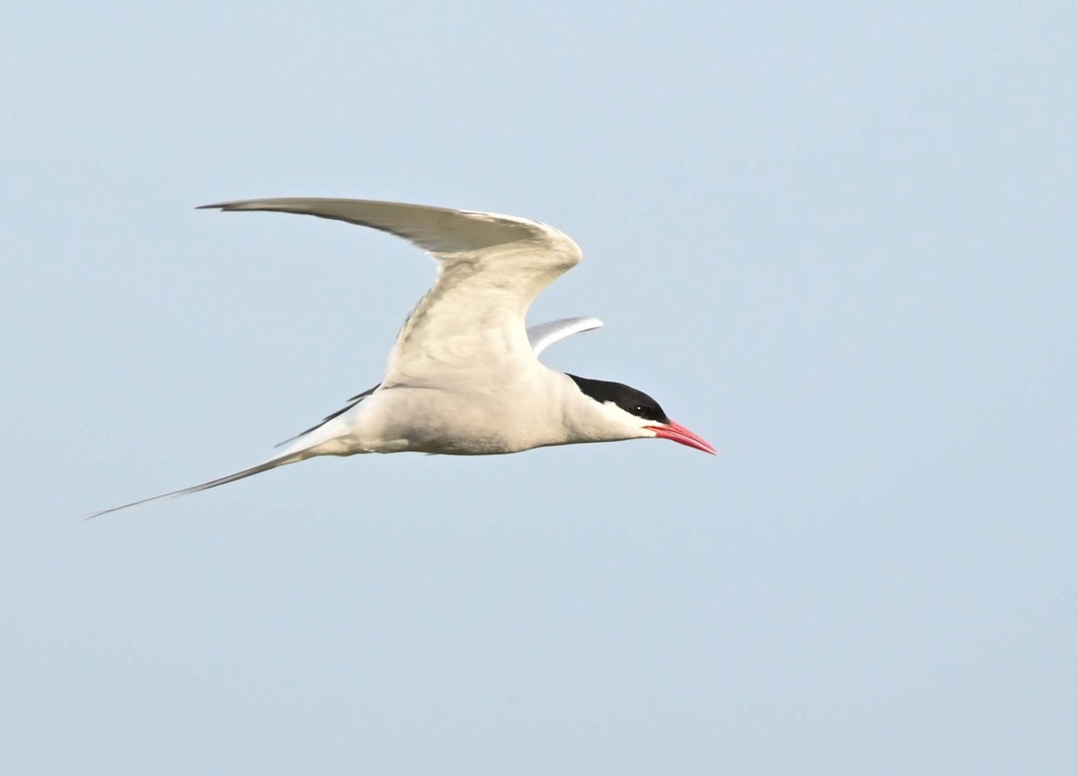 Arctic Tern - ML620701550
