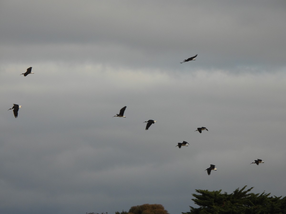 Straw-necked Ibis - ML620701557