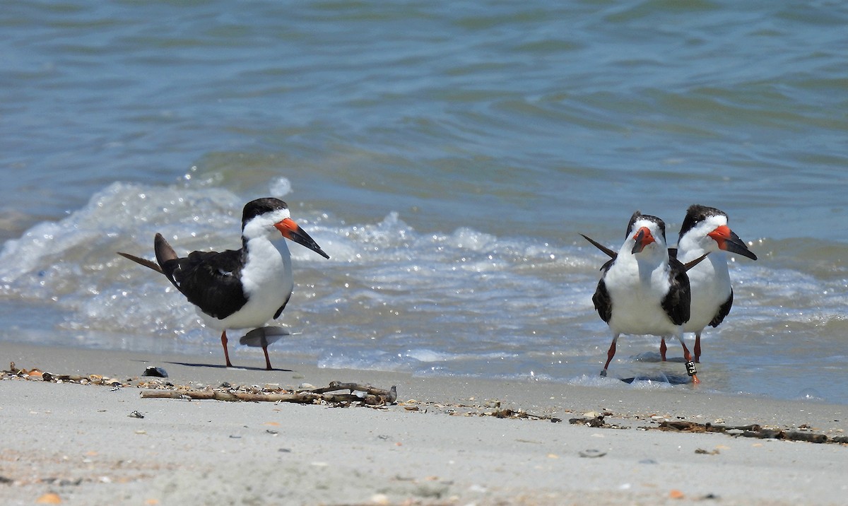 Black Skimmer - ML620701558