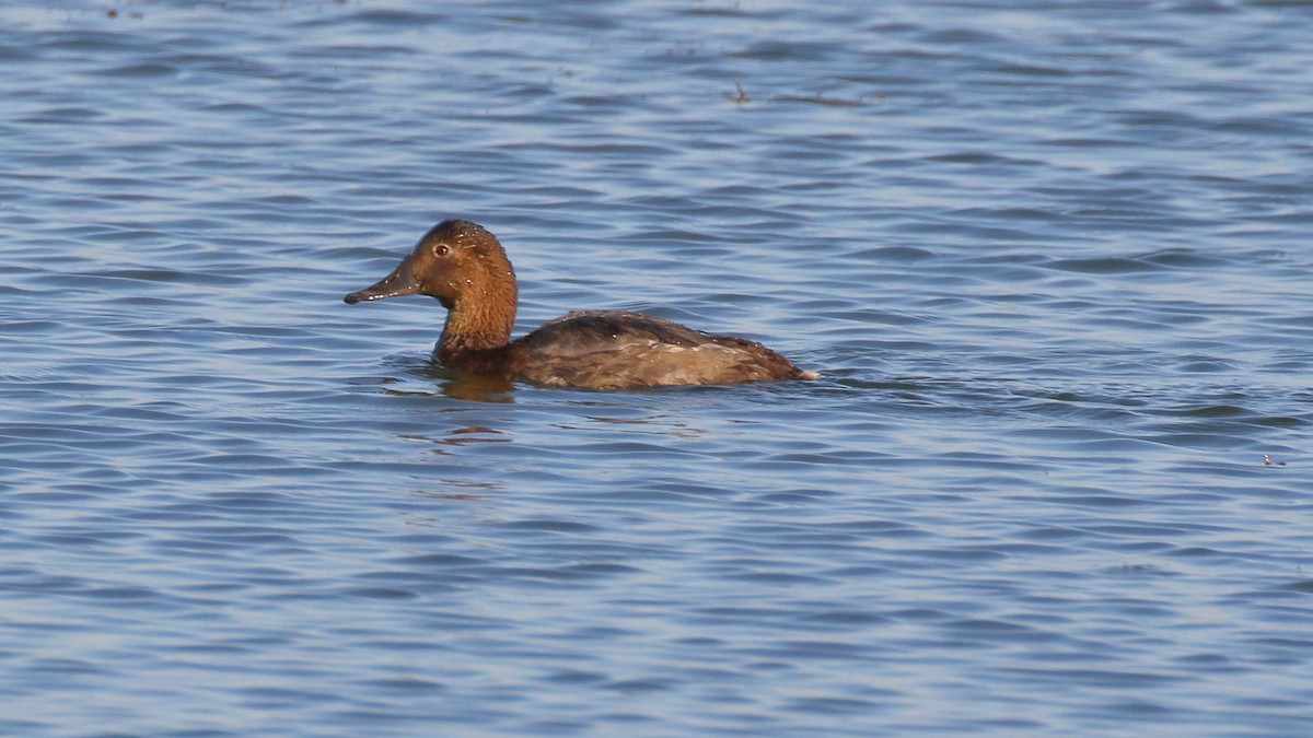 Common Pochard - ML620701559