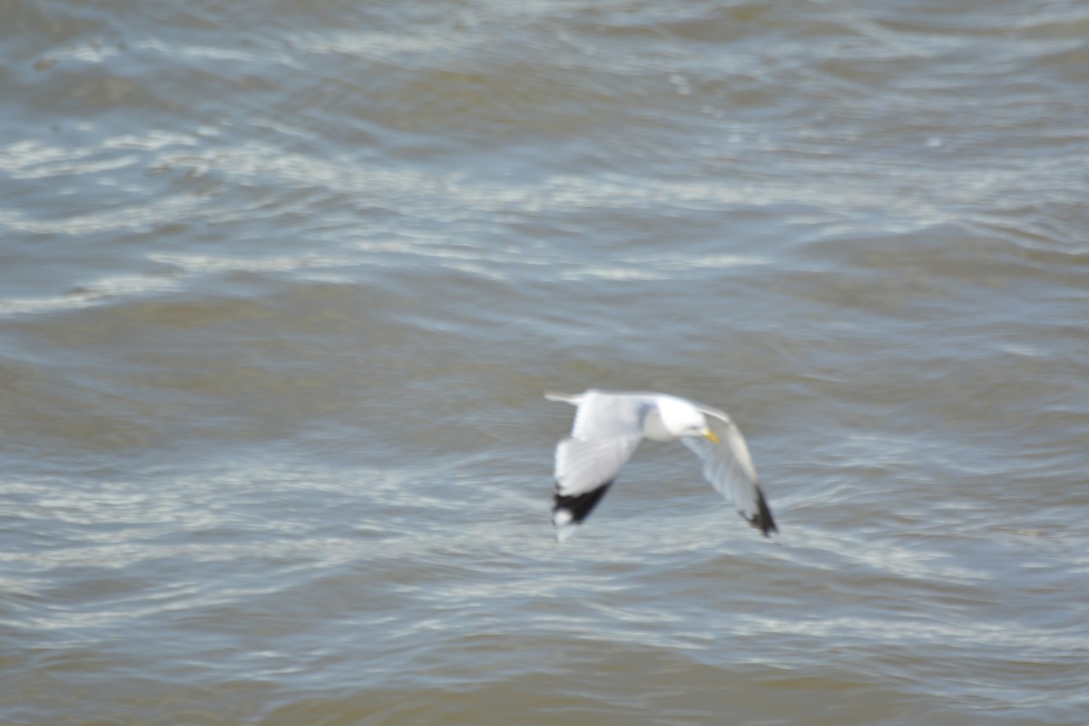 Common Gull - Anonymous