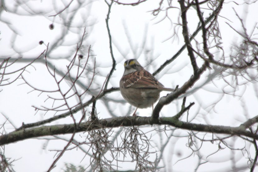 White-throated Sparrow - ML620701567