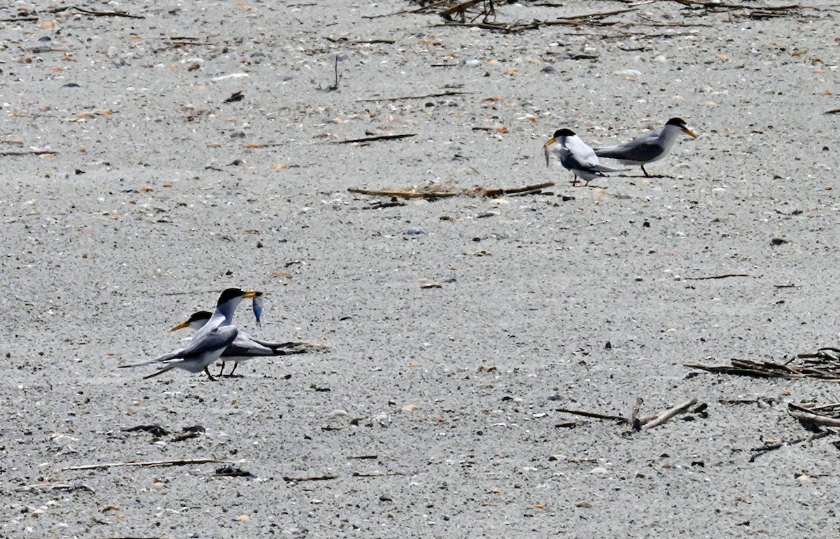 Least Tern - ML620701570