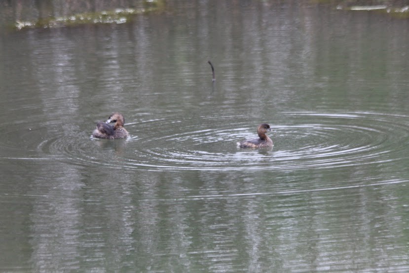 Pied-billed Grebe - ML620701577